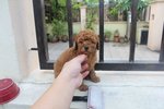 Red Color Toy Poodle Puppies - Poodle Dog