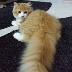 Handsome Mix Mainecoon Male - Maine Coon + Persian Cat