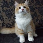 Handsome Mix Mainecoon Male - Maine Coon + Persian Cat