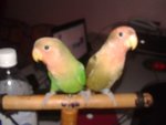 Lucky &amp; Fluffy My Lovebirds - Lovebird Bird