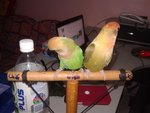 Lucky &amp; Fluffy My Lovebirds - Lovebird Bird