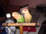 Lucky &amp; Fluffy My Lovebirds - Lovebird Bird