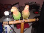 Lucky &amp; Fluffy My Lovebirds - Lovebird Bird