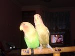 Lucky &amp; Fluffy My Lovebirds - Lovebird Bird