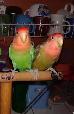 Lucky &amp; Fluffy My Lovebirds - Lovebird Bird