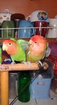 Lucky &amp; Fluffy My Lovebirds - Lovebird Bird