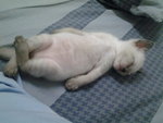 --@ Baby --@ - Siamese + Domestic Short Hair Cat