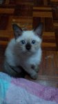 --@ Baby --@ - Siamese + Domestic Short Hair Cat