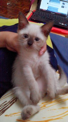 --@ Baby --@ - Siamese + Domestic Short Hair Cat