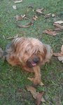 Unknown - Silky Terrier Dog