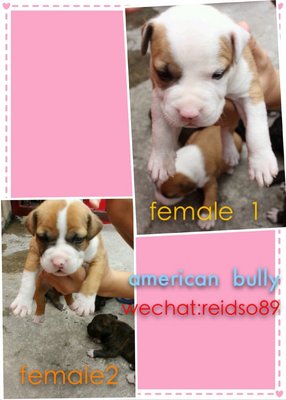 Quality American Bully Puppies - Pit Bull Terrier + American Staffordshire Terrier Dog