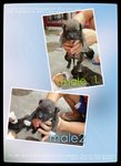 Quality American Bully Puppies - Pit Bull Terrier + American Staffordshire Terrier Dog