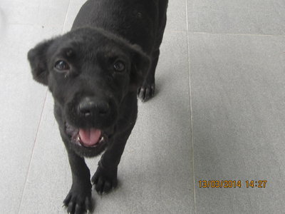 Zorro  - Labrador Retriever Mix Dog