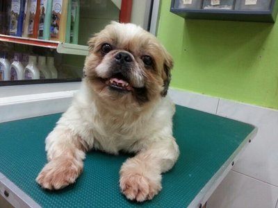 Shih Tzu - Shih Tzu Dog