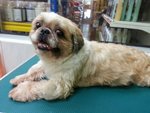 Shih Tzu - Shih Tzu Dog