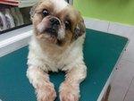 Shih Tzu - Shih Tzu Dog