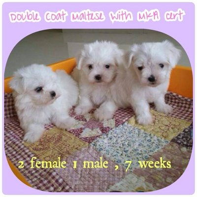 Mka Double Coat Maltese - Maltese Dog