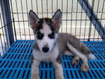 PF54791 - Husky Dog