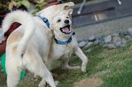 Retriever - Golden Retriever Dog