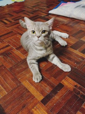 American Short Hair - American Shorthair Cat