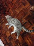 American Short Hair - American Shorthair Cat