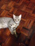 American Short Hair - American Shorthair Cat