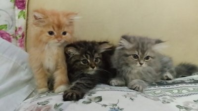 PF54816 - Himalayan + Persian Cat