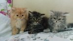 PF54816 - Himalayan + Persian Cat