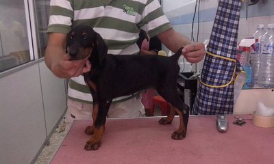 PF54818 - Doberman Pinscher Dog