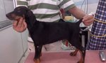 PF54818 - Doberman Pinscher Dog