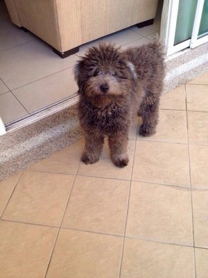 Jili - Poodle Dog