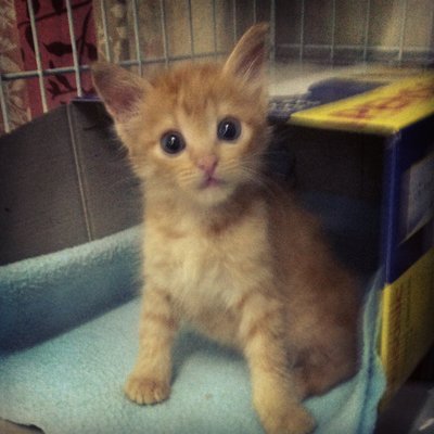 Ginger - Domestic Medium Hair Cat