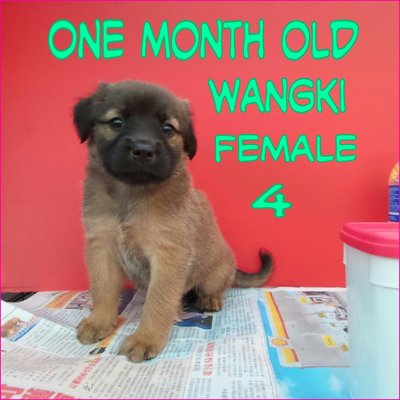 Wangki 04 - Mixed Breed Dog