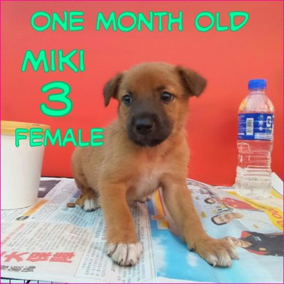 Miki 03 - Mixed Breed Dog