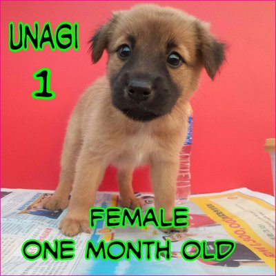 Unagi 01 - Mixed Breed Dog