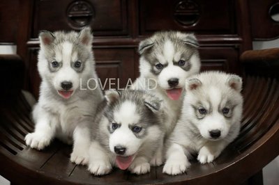 Wts Siberian Husky Puppies - Siberian Husky Dog