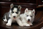 Wts Siberian Husky Puppies - Siberian Husky Dog