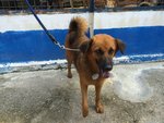 D41(170813) - Mixed Breed Dog