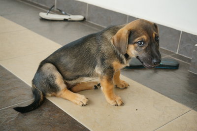 Ginger - Mixed Breed Dog