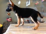 German Shepherd - Big Bone  - German Shepherd Dog Dog