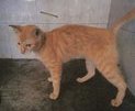 C1 Ginger - Domestic Short Hair Cat