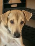 Ben Male  Adopted - Mixed Breed Dog