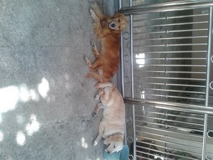 Unknown - Labrador Retriever + Retriever Dog