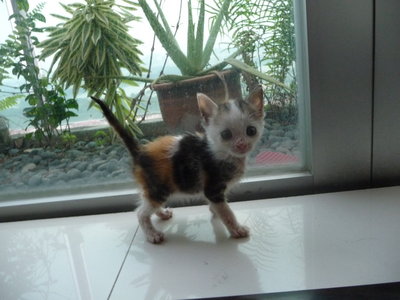 Shakespeare - Domestic Medium Hair Cat