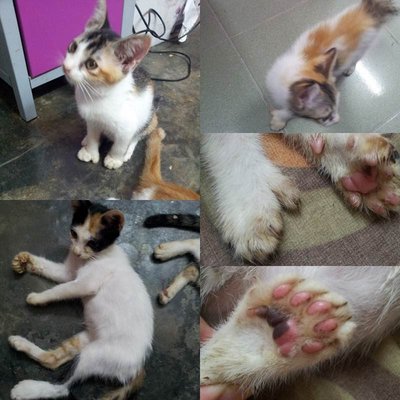 PF54910 - Extra-Toes Cat (Hemingway Polydactyl) + Domestic Short Hair Cat