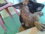 Hong Hong - German Shepherd Dog Dog