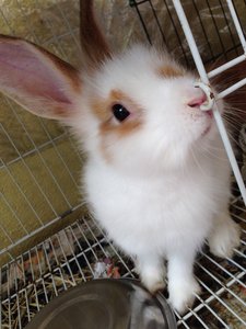 Adult Anggora And Lionhead  - Lionhead + Angora Rabbit Rabbit