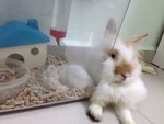 Adult Anggora And Lionhead  - Lionhead + Angora Rabbit Rabbit