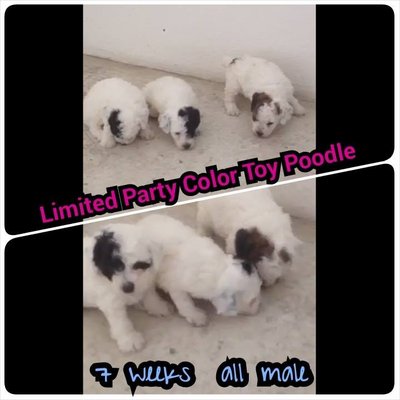 Limited Party Color Toy Poodle - Poodle Dog