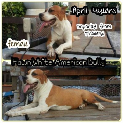 Fawn White American Bully - Pit Bull Terrier Dog